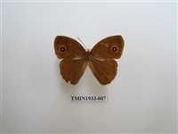 藏品(小眉眼蝶)的圖片